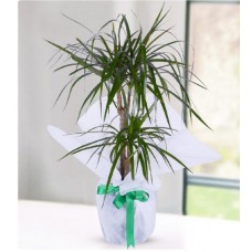 İki köklü Marginata Dracena