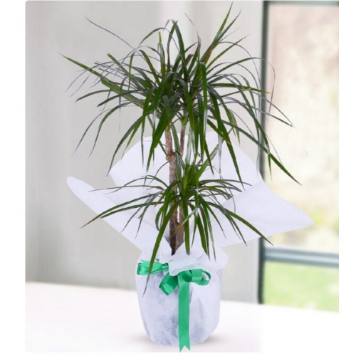 İki köklü Marginata Dracena