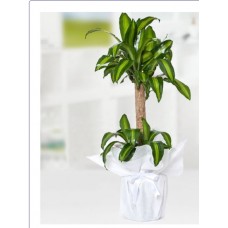 Yucca Mesengena